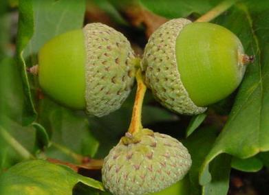 橡树果实能吃吗?食用橡果的安全性和营养价值解析 橡树果实能吃吗?食用橡果的安全性和营养价值解析