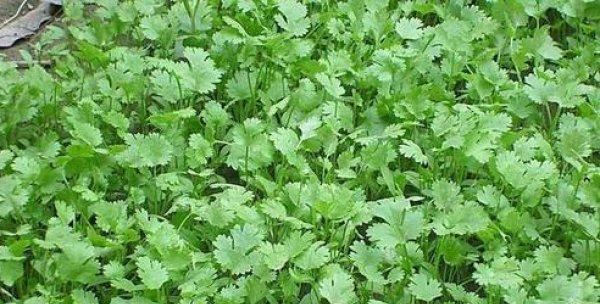 香菜的成熟期是多久？如何判断香菜成熟？