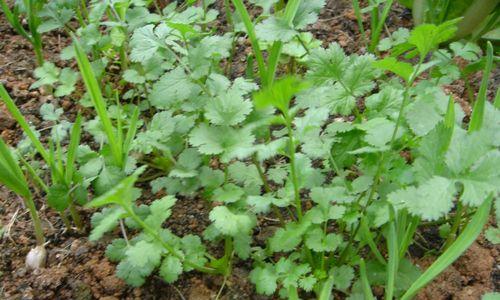 香菜的成熟期是多久？如何判断香菜成熟？