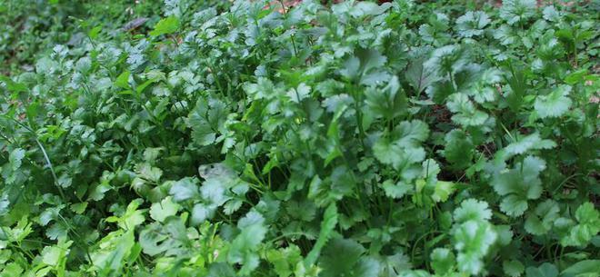 香菜的成熟期是多久？如何判断香菜成熟？