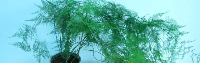 文竹浇水要浇透吗？如何正确给文竹浇水？