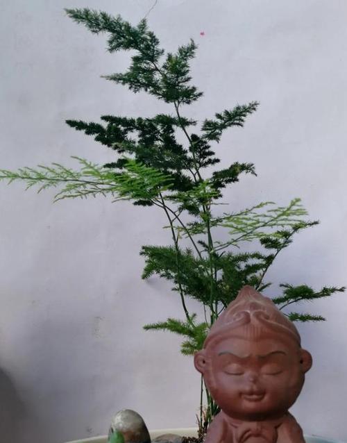 文竹浇水要浇透吗？如何正确给文竹浇水？