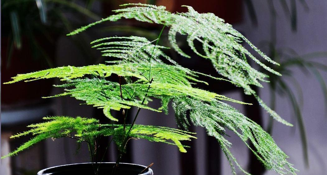 文竹浇水要浇透吗？如何正确给文竹浇水？