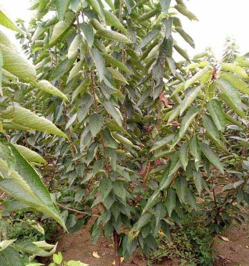 樱桃树修剪的最佳时机是什么时候?修剪后如何管理? 樱桃树修剪的最佳时机是什么时候?修剪后如何管理?