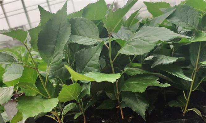 樱桃树修剪的最佳时机是什么时候?修剪后如何管理? 樱桃树修剪的最佳时机是什么时候?修剪后如何管理?