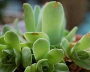 山地玫瑰花语（探索山地玫瑰的花语与意义）