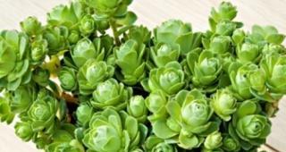 山地玫瑰花语（探索山地玫瑰的花语与意义）