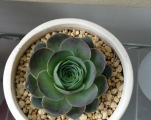 山地玫瑰花语（探索山地玫瑰的花语与意义）