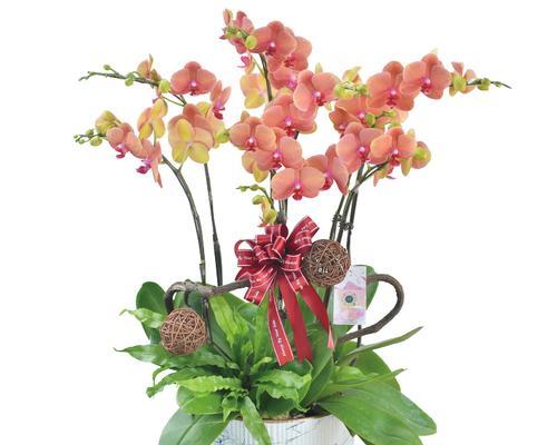 蝴蝶兰通常在哪个季节开花?开花期持续多久? 蝴蝶兰通常在哪个季节开花?开花期持续多久?