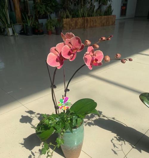 蝴蝶兰通常在哪个季节开花?开花期持续多久? 蝴蝶兰通常在哪个季节开花?开花期持续多久?