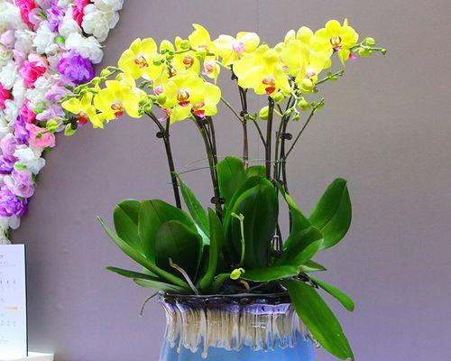 蝴蝶兰通常在哪个季节开花?开花期持续多久? 蝴蝶兰通常在哪个季节开花?开花期持续多久?