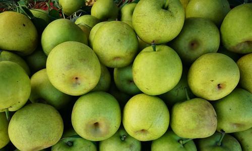 苹果梨几月份成熟采摘？如何判断最佳采摘时间？