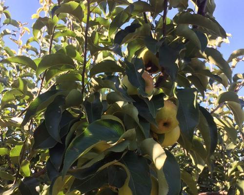 苹果梨几月份成熟采摘？如何判断最佳采摘时间？