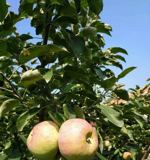 苹果梨几月份成熟采摘？如何判断最佳采摘时间？