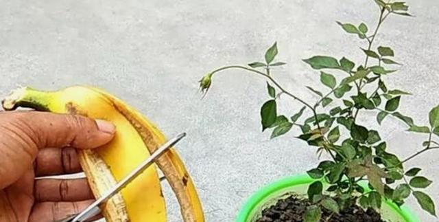 皮蛋壳做花肥可行吗？如何正确使用皮蛋壳作为肥料？