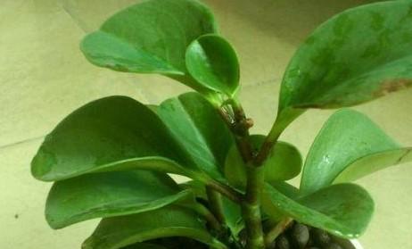 皮蛋壳做花肥可行吗？如何正确使用皮蛋壳作为肥料？