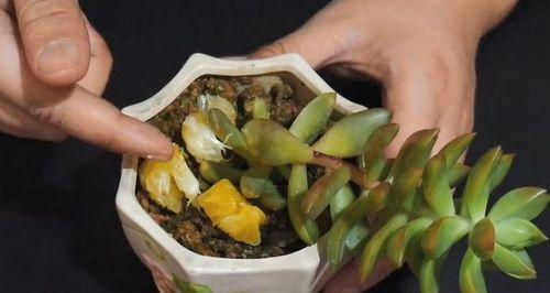 皮蛋壳做花肥可行吗？如何正确使用皮蛋壳作为肥料？