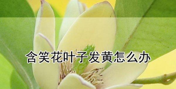 含笑掉叶子怎么办?如何有效预防和处理? 含笑掉叶子怎么办?如何有效预防和处理?