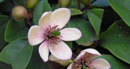 含笑掉叶子怎么办?如何有效预防和处理? 含笑掉叶子怎么办?如何有效预防和处理?