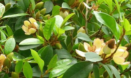 含笑掉叶子怎么办?如何有效预防和处理? 含笑掉叶子怎么办?如何有效预防和处理?