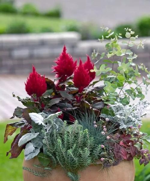 鸡冠花室内养殖可行吗?需要注意哪些事项?