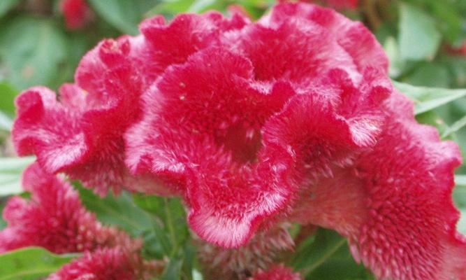 鸡冠花室内养殖可行吗？需要注意哪些事项？