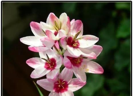 水百合的花语——纯洁与和平的象征(水百合的花语及其传达的意义) 水百合的花语——纯洁与和平的象征(水百合的花语及其传达的意义)