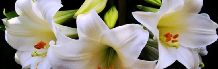 水百合的花语——纯洁与和平的象征(水百合的花语及其传达的意义) 水百合的花语——纯洁与和平的象征(水百合的花语及其传达的意义)