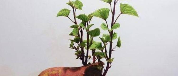 水培红薯养殖方法是什么？养殖过程中需要注意哪些事项？