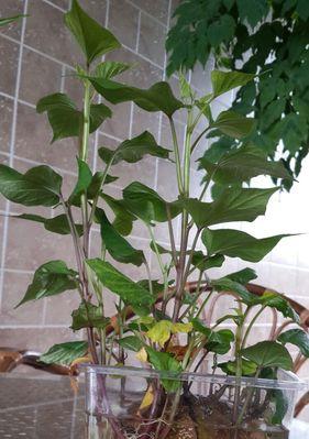 水培红薯养殖方法是什么？养殖过程中需要注意哪些事项？