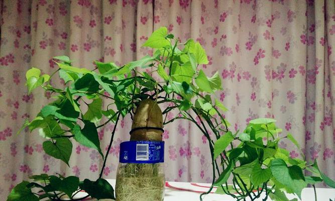 水培红薯养殖方法是什么？养殖过程中需要注意哪些事项？