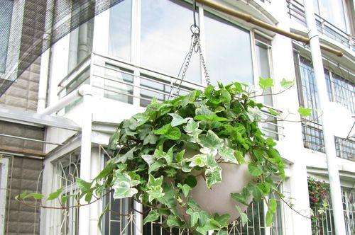 常春藤花语(永恒的美丽与优雅)