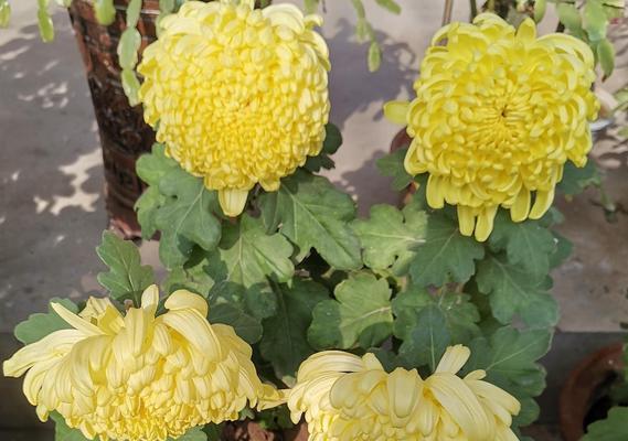 夏菊的开花时间是什么时候？如何正确养护以确保花期？