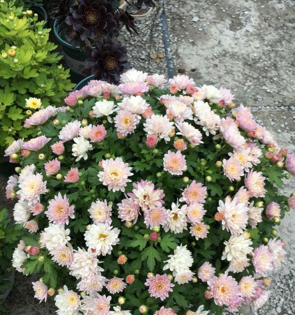 夏菊的开花时间是什么时候？如何正确养护以确保花期？