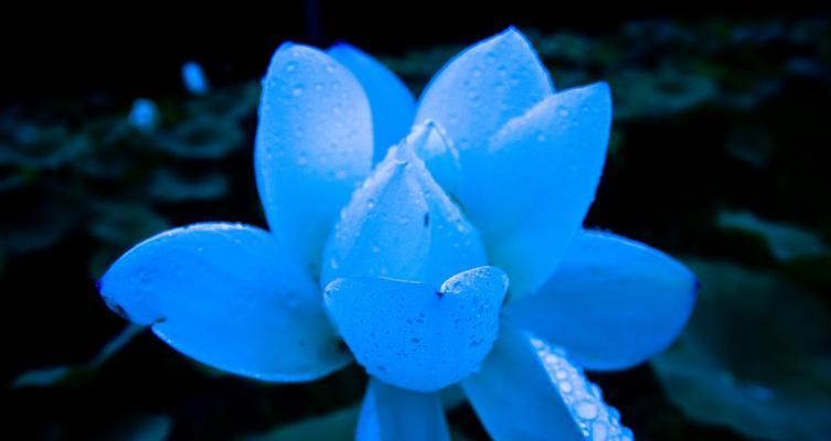 揭示自然之美 蓝莲花