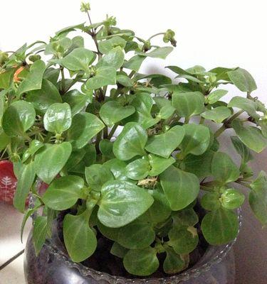 碰碰香浇水频率是多少？如何正确浇水？