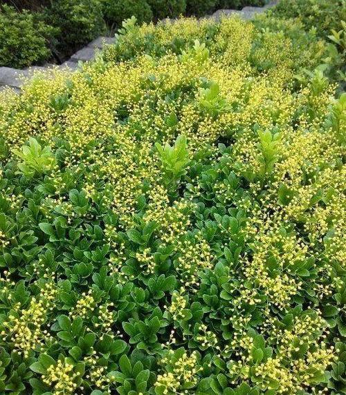 盛夏之美 夏日清凉植物盛宴