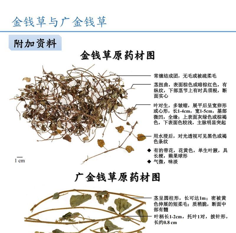 甜象草与皇竹草有什么区别?如何区分它们的特点? 甜象草与皇竹草有什么区别?如何区分它们的特点?