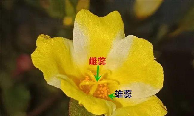 甜象草与皇竹草有什么区别?如何区分它们的特点? 甜象草与皇竹草有什么区别?如何区分它们的特点?