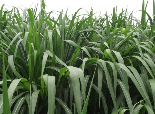 甜象草与皇竹草有什么区别?如何区分它们的特点?