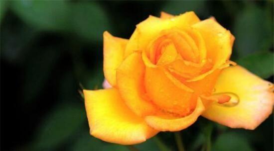传递温暖与友谊的花语——黄玫瑰 黄玫瑰的花语与寓意