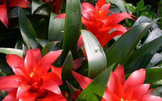 鸿运当头多久浇一次水？如何正确养护鸿运当头？