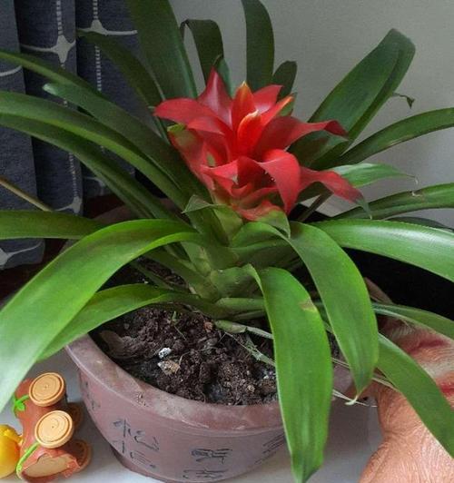 鸿运当头多久浇一次水？如何正确养护鸿运当头？