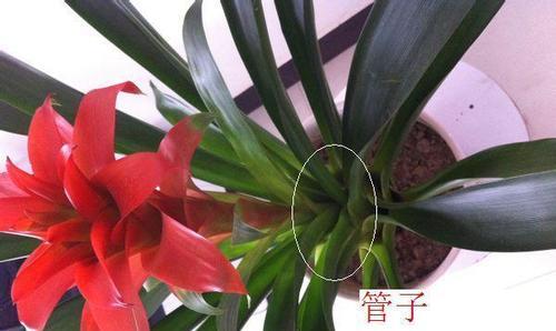 鸿运当头多久浇一次水？如何正确养护鸿运当头？