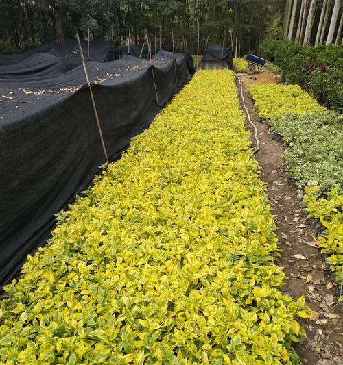 假连翘花期是什么时候？如何正确识别和养护？