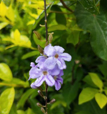 假连翘花期是什么时候？如何正确识别和养护？