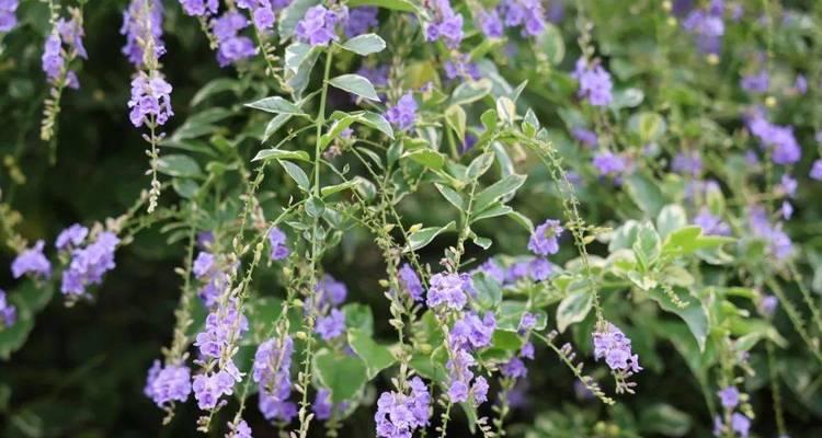 假连翘花期是什么时候？如何正确识别和养护？