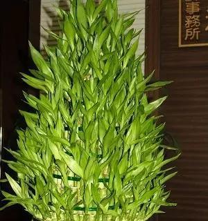 探寻富贵竹开花的神秘面纱 富贵竹开花的风水寓意