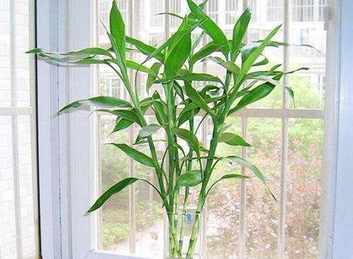 探寻富贵竹开花的神秘面纱 富贵竹开花的风水寓意