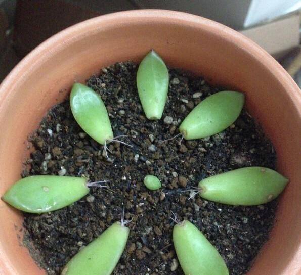 多肉扦插方法图解步骤是什么?扦插时应注意哪些事项?